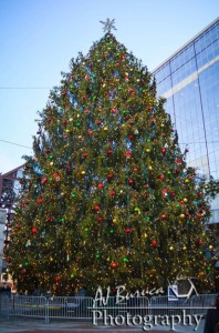 boston christmas tree hOEr